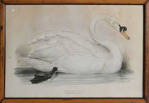 Appraisal: Pair of chromolithographs of swans x