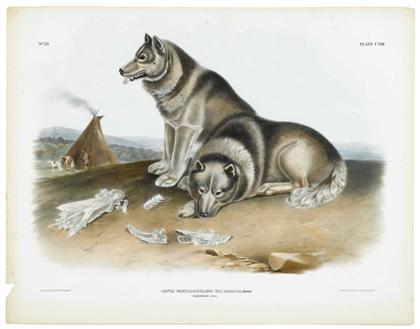 Appraisal: piece Hand-Colored Lithograph Audubon J W Esquimaux Dog Philadelphia J