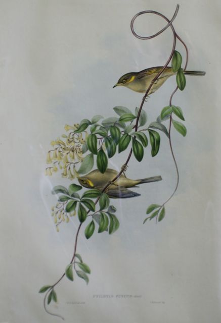 Appraisal: Fuscous Honey Eater Ptilotis Fuscus Lithograph by Elizabeth Gould