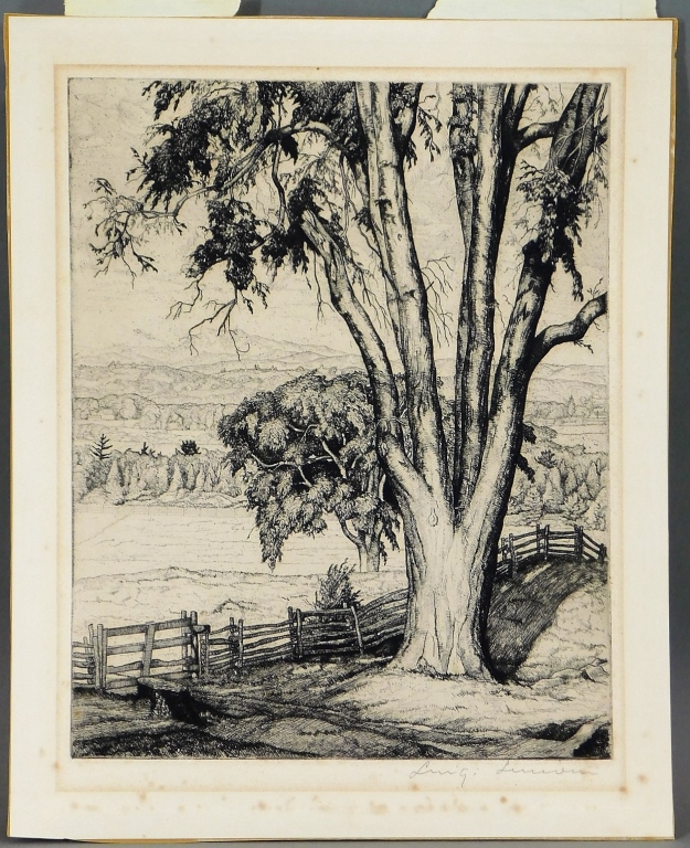 Appraisal: LUIGI LUCIONI OLD ELM LANDSCAPE ETCHING Italy United States -