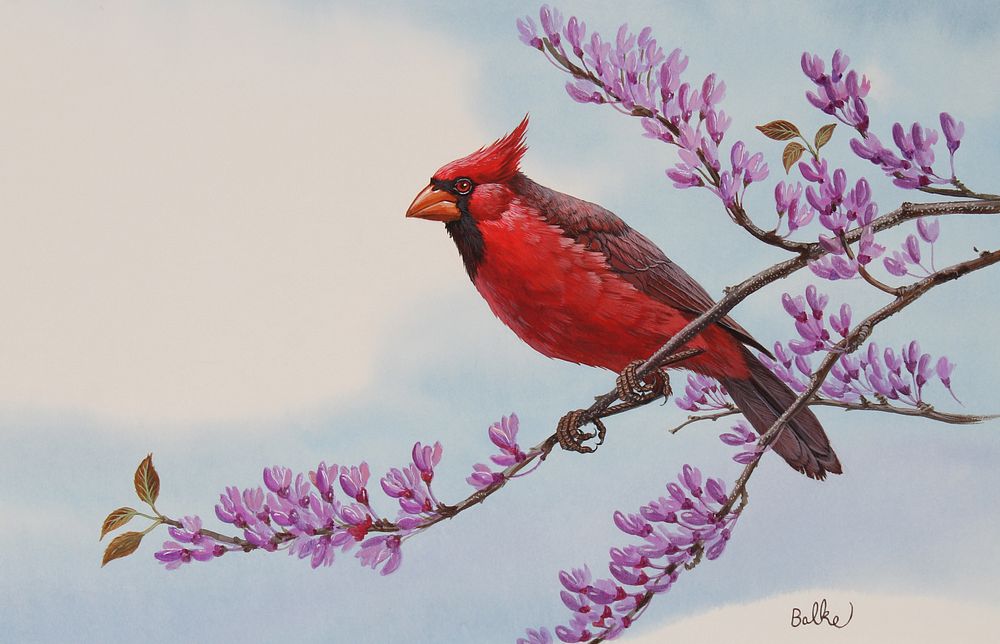 Appraisal: Don Balke B Cardinal Don Balke North Carolina B Cardinal