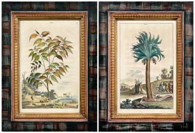 Appraisal: Two engravings by Munting Palma Dactylifera palm tree with depiction