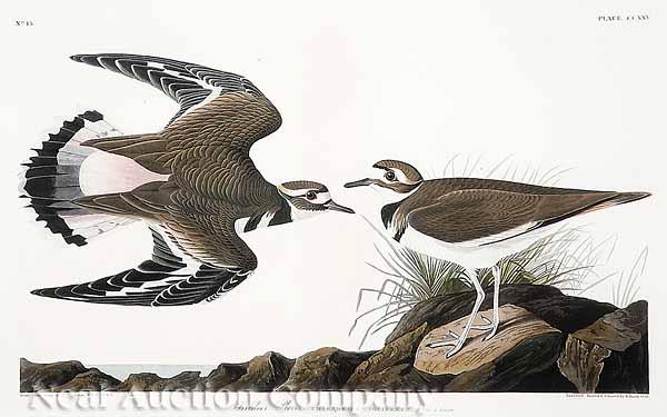 Appraisal: After John James Audubon American - Kildeer Plover No Plate