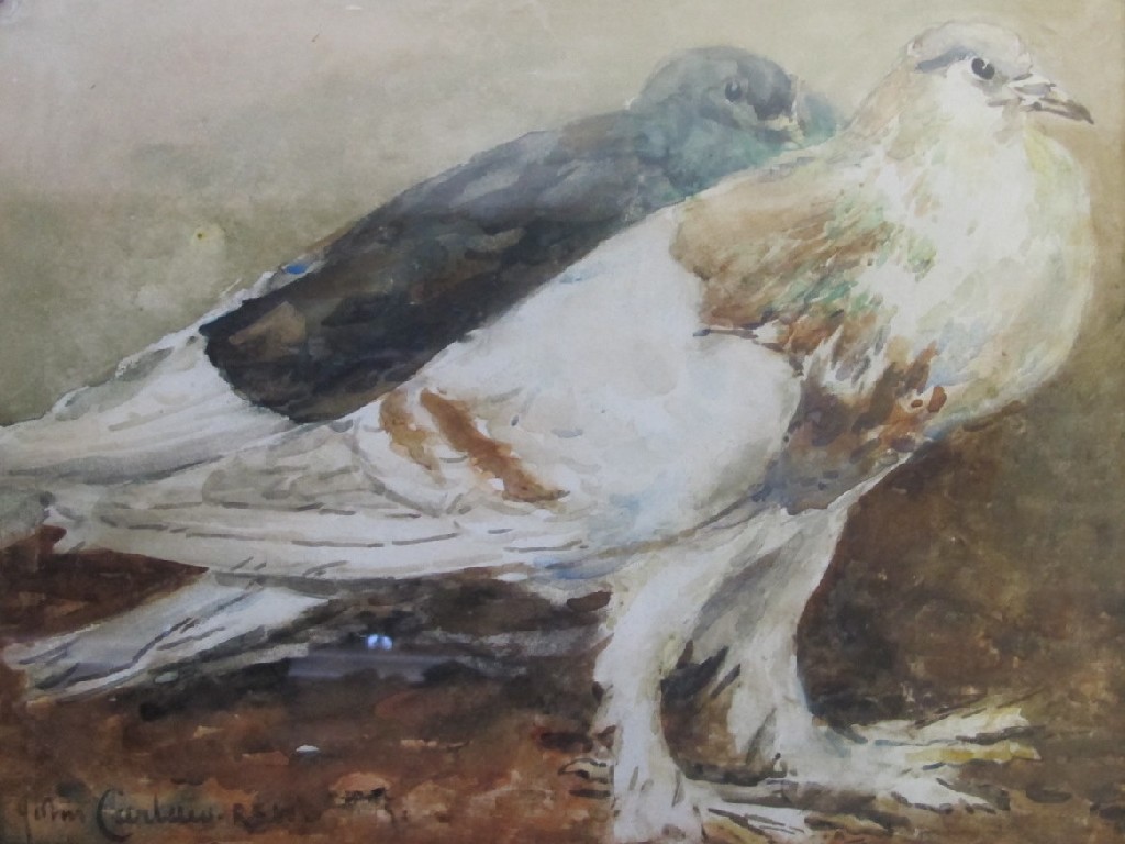 Appraisal: JOHN CARLAW RSW - TWO PIGEONS Watercolour signed x cm