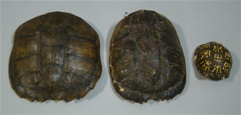 Appraisal: THREE TURTLE SHELLS Of natural form various designs now wired