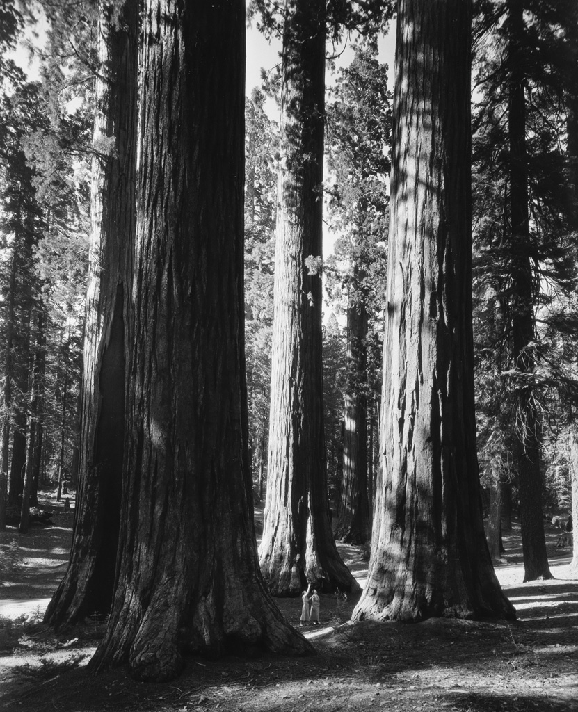 Appraisal: ANSEL ADAMS - Mariposa Grove Silver print the image measuring