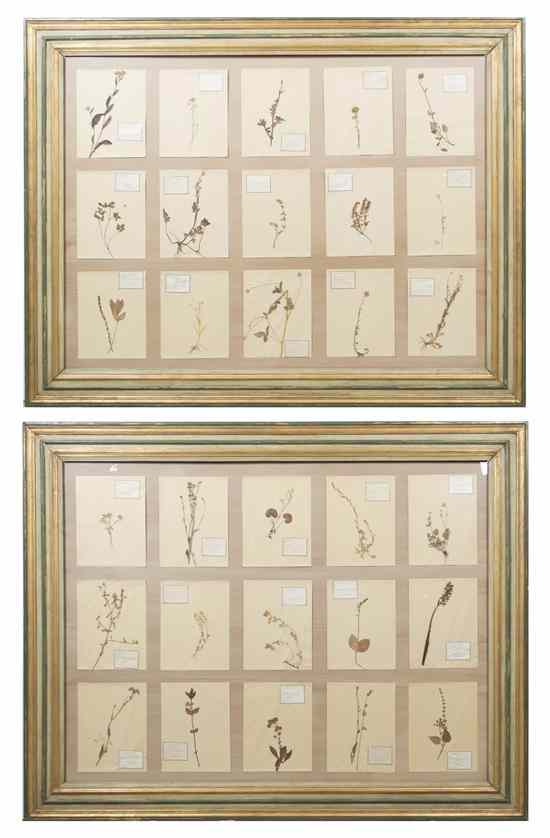 Appraisal: A Pair of Framed Botanical Specimens each frame containing dried