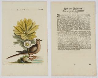 Appraisal: After Mark Catesby British - Carolina Turtle Dove T XLVIII