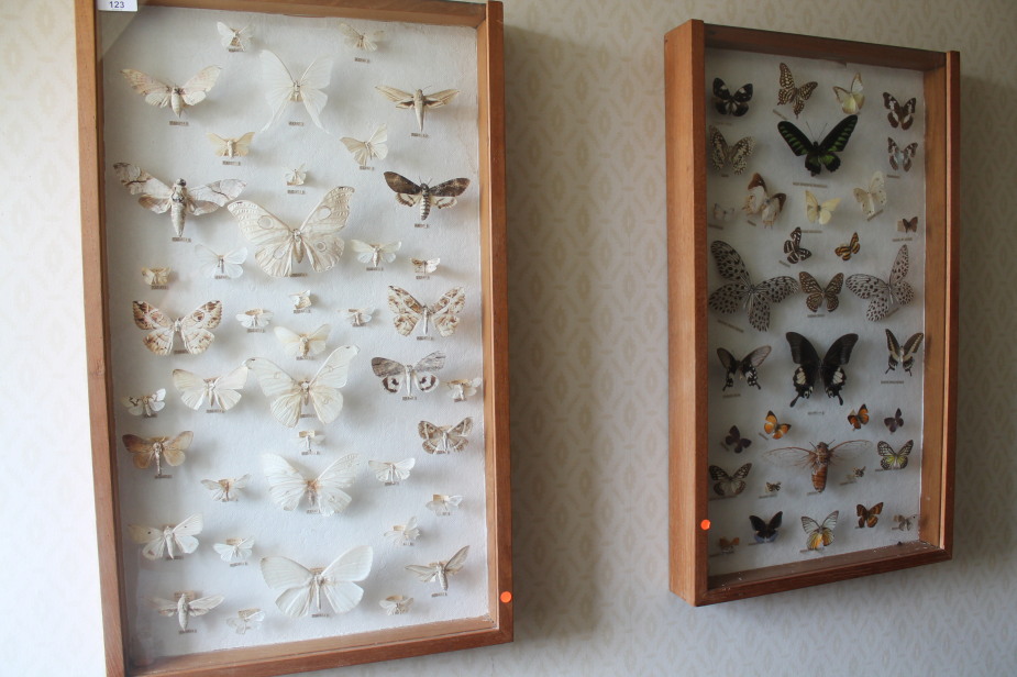 Appraisal: Two cabinet displays of moths and butterflies cm x cm