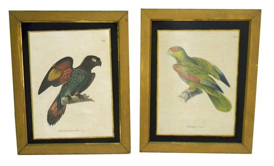 Appraisal: Two early French hand-colored engravings of exotic birds Plate Perroquet