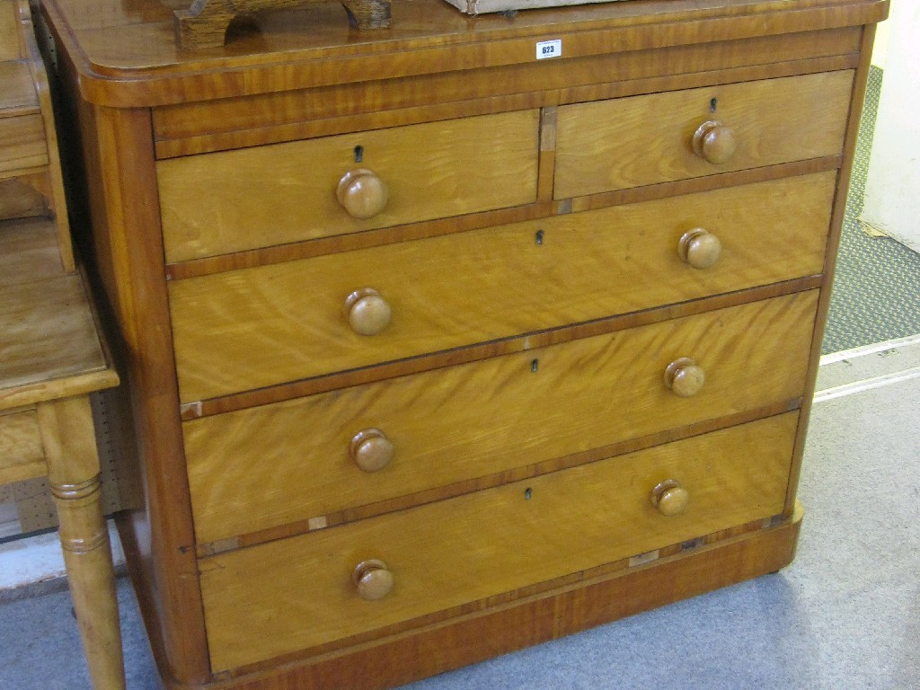 Appraisal: Victorian satin birch two over three chest of drawers split