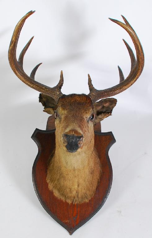 Appraisal: STUFFED STAGS HEAD on shield shaped oak mount high