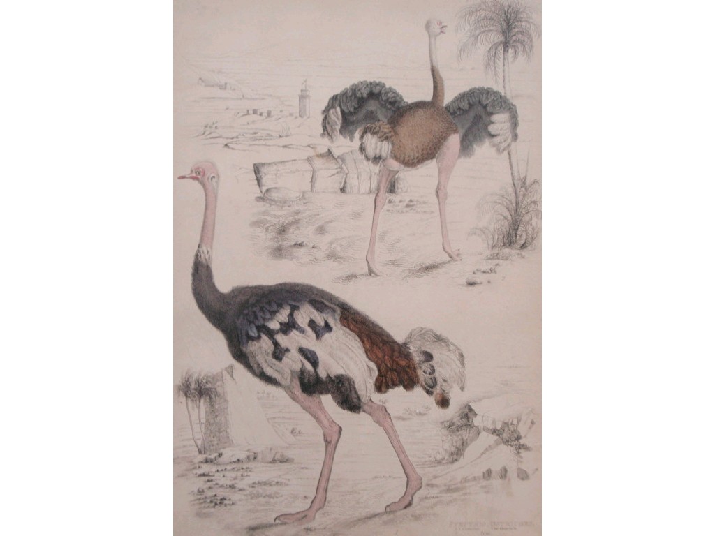 Appraisal: A pair of thC colour plates of Osteriches and Giraffes