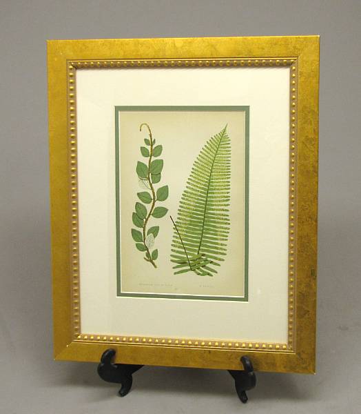 Appraisal: Eight English framed botanical prints of European ferns after D