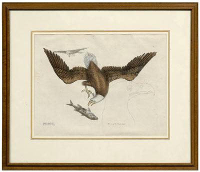 Appraisal: Mark Catesby etching British - Aquila Capite Albo hellip The