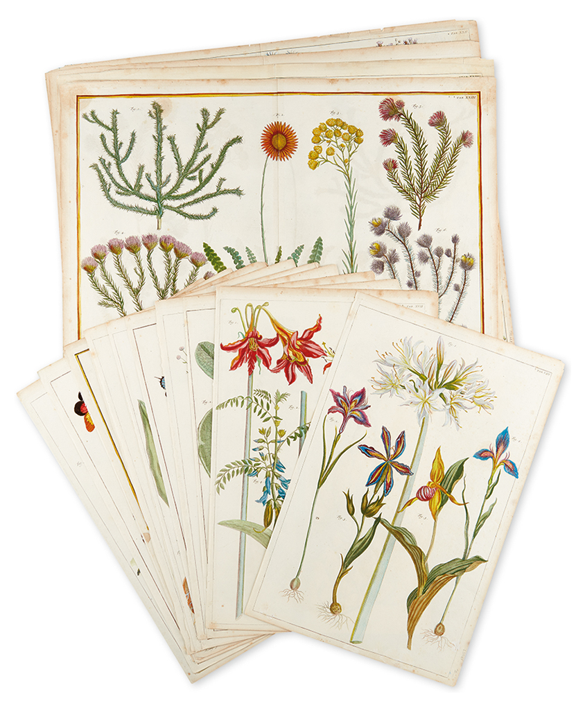 Appraisal: SEBA ALBERTUS Eighteen hand-colored engraved plates of botanical subjects extracted