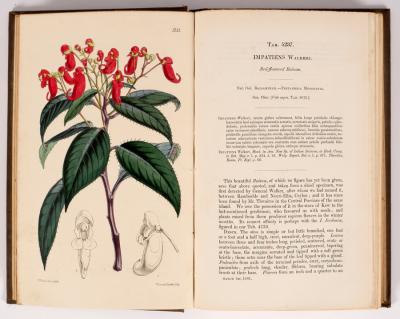 Appraisal: Curtis William The Botanical Magazine or Flower-Garden Displayed volumes -