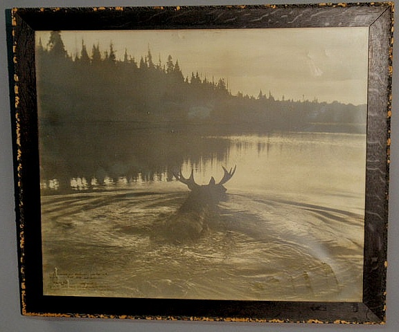 Appraisal: Early framed photograph of a North American moose wading in