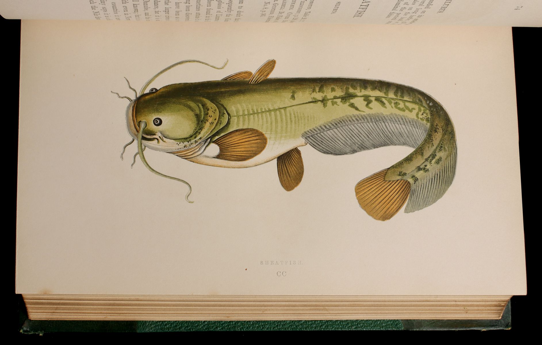 Appraisal: COUCH JONATHAN A HISTORY OF FISHES BRITISH ISLESDr Jonathan Couch