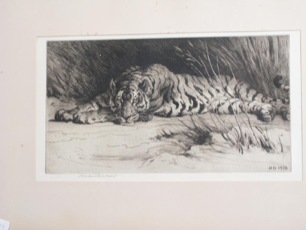 Appraisal: HERBERT T DICKSEE R E - A Lion Sleeping etching