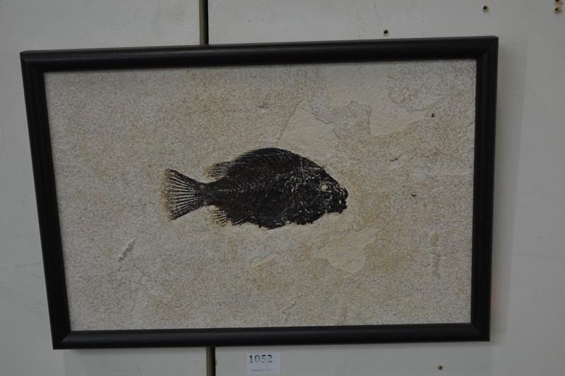 Appraisal: FRAMED FOSSIL OF A FISH