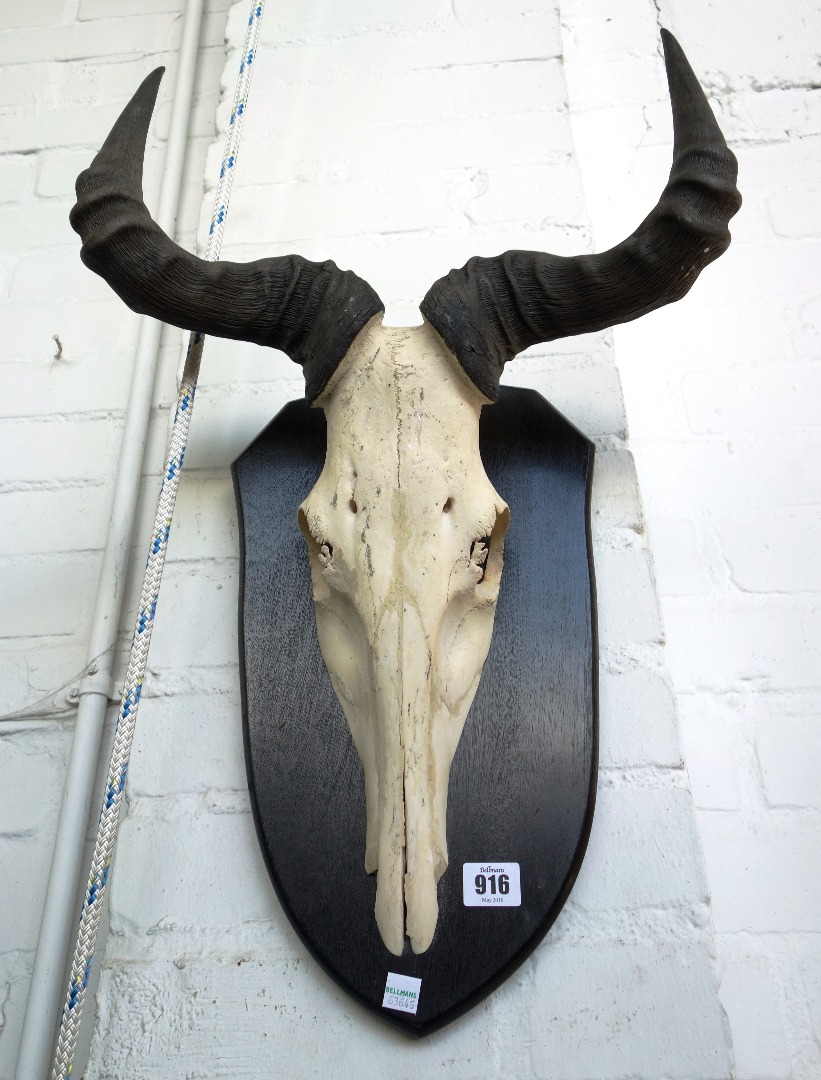 Appraisal: Two similar kudu skull and horns early th century mounted