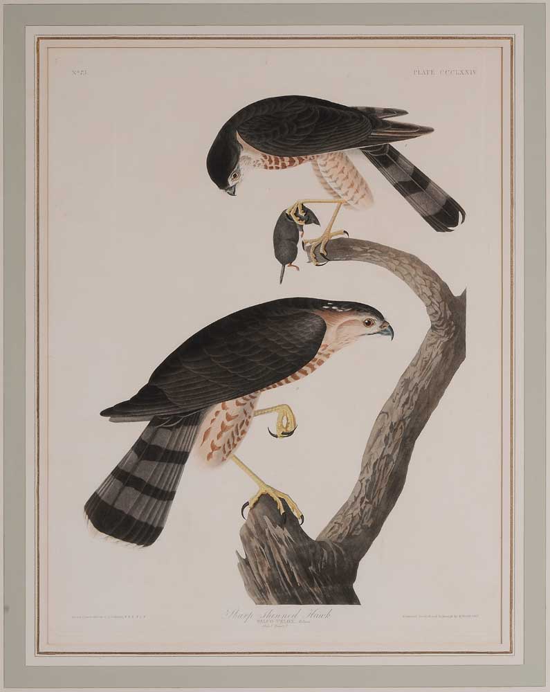 Appraisal: After John James Audubon American - Sharp-Shinned Hawk Plate CCCLXXIV