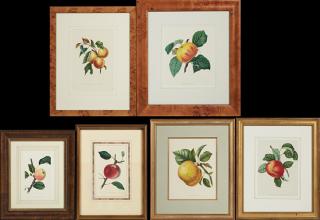 Appraisal: Group of Six Prints of Apples of varying sizes in