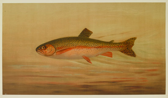 Appraisal: FISHES Harris William C The Fishes of North America chromolithographed