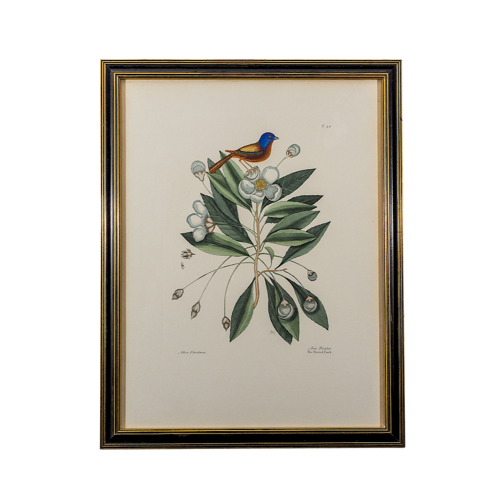 Appraisal: Mark Catesby The Painted Finch Lot Mark Catesby British -