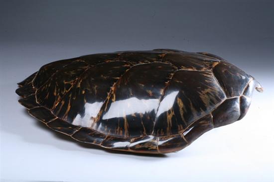 Appraisal: LARGE VICTORIAN POLISHED TORTOISE SHELL th century - in x