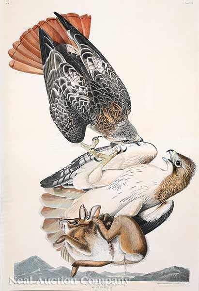 Appraisal: John James Audubon American - Red Tailed Hawk Plate hand-colored