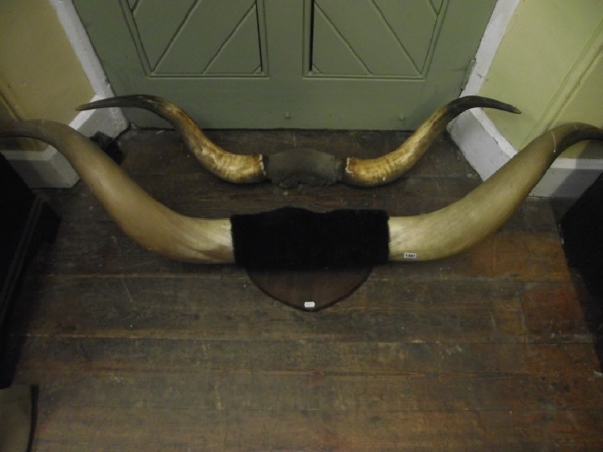 Appraisal: A substantial pair of wall mounted highland cattle horns a