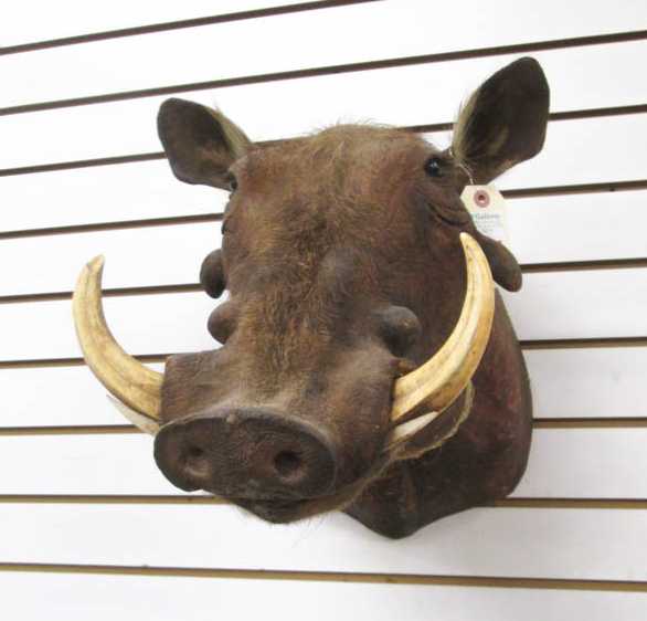 Appraisal: AFRICAN TAXIDERMY MOUNT warthog head neck mount with tusks Angola