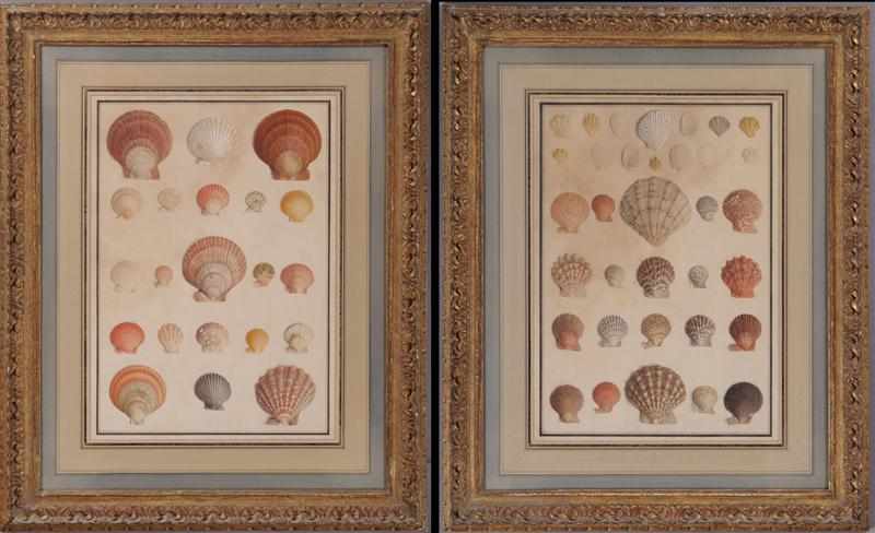 Appraisal: NORTHERN EUROPEAN SCHOOL TH C PAIR OF SHELLS Watercolor and