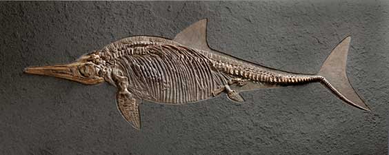 Appraisal: AN EXTREMELY RARE PREGNANT AQUATIC REPTILE FOSSIL Ichthyosaurus - Stenopterygius