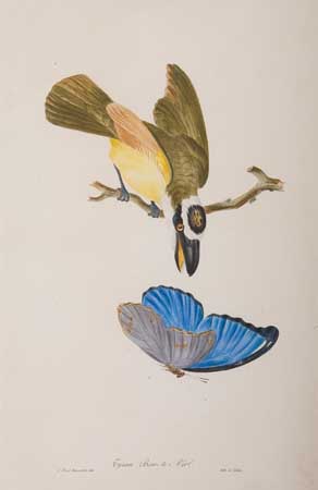 Appraisal: BIRDS Descourtilz Jean Theodore Group of hand-colored lithographed plates lithographed