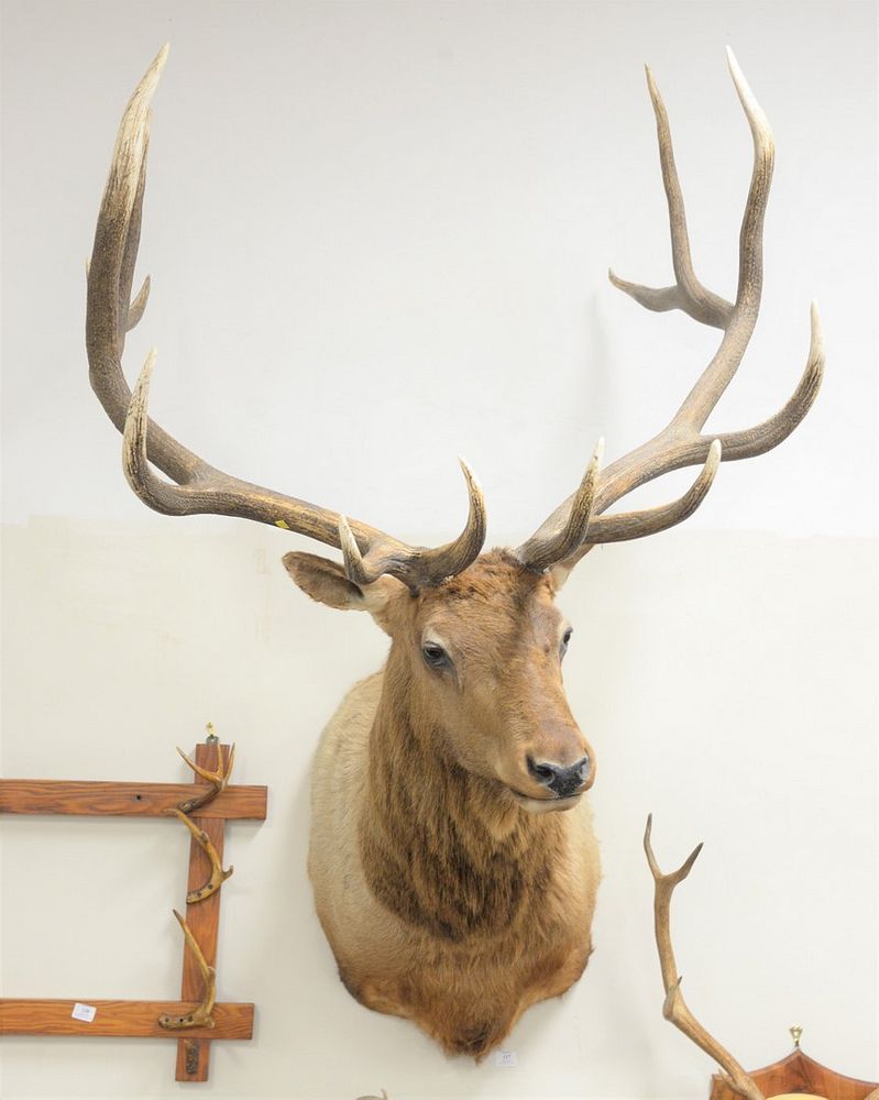 Appraisal: Large shoulder mount of a ' x ' elk Large