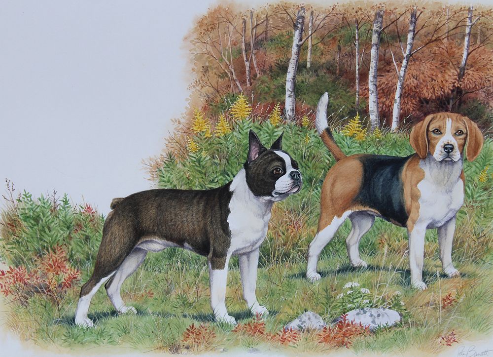 Appraisal: Peter Barrett B Beagle Boston Terrier Peter Barrett B American