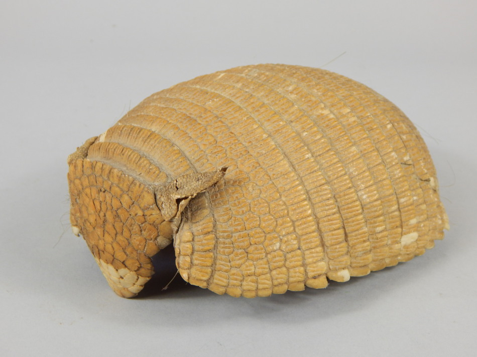 Appraisal: An early thC taxidermy armadillo shell cm wide