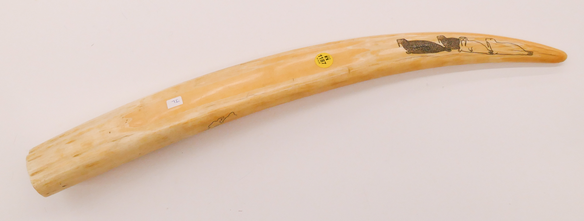 Appraisal: Old Alaskan Eskimo Scrimshawed Tusk