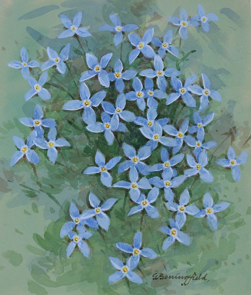 Appraisal: Gordon Beningfield - Bluets Gordon Beningfield British - Bluets Signed