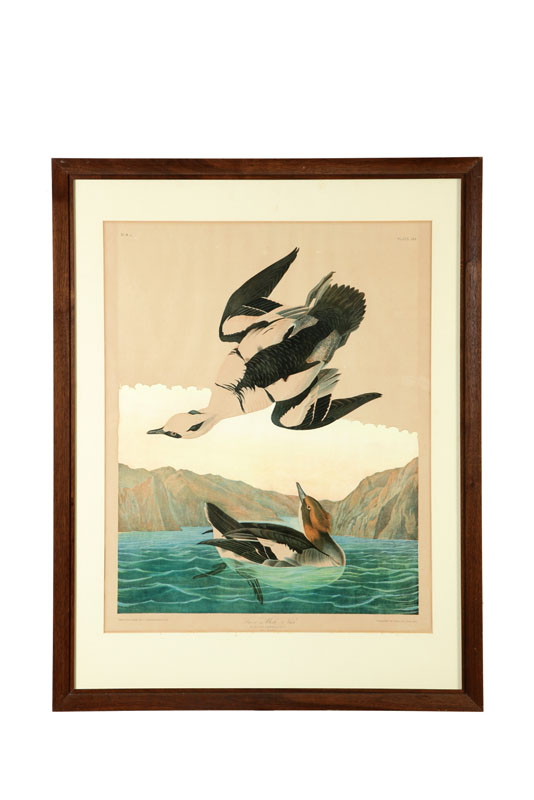 Appraisal: WHITE NUN AFTER JOHN JAMES AUDUBON AMERICAN - Chromolithograph on