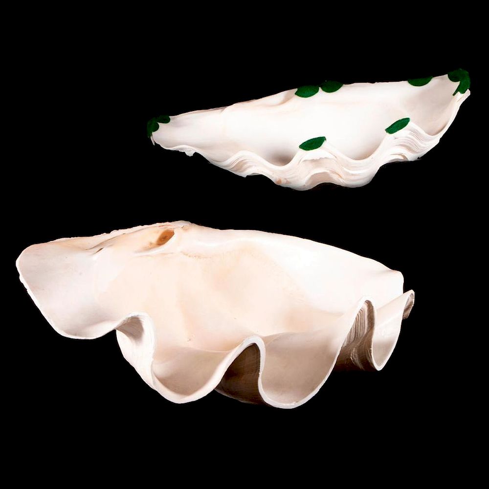 Appraisal: Two giant clam shells Two giant clam shells largest measuring