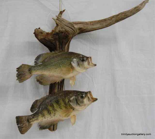 Appraisal: Crappie Fish Trophy Mount on Drift WoodFrom the estate is