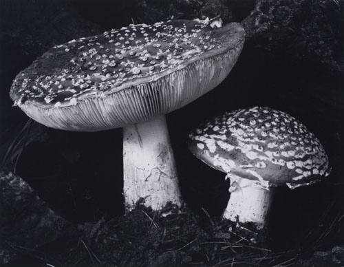 Appraisal: WESTON EDWARD - WESTON COLE - Toadstool Silver print x