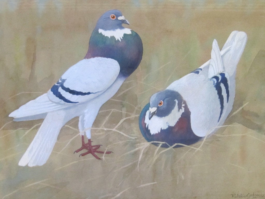 Appraisal: RALSTON GUDGEON RSW - Watercolour 'Pouter Pigeons' signed x