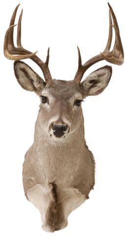 Appraisal: Taxidermy Whitetail deer shoulder mount point antlers approx h w