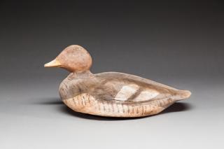 Appraisal: Goldeneye Hen by Augustus Aaron Wilson Augustus Aaron Wilson -