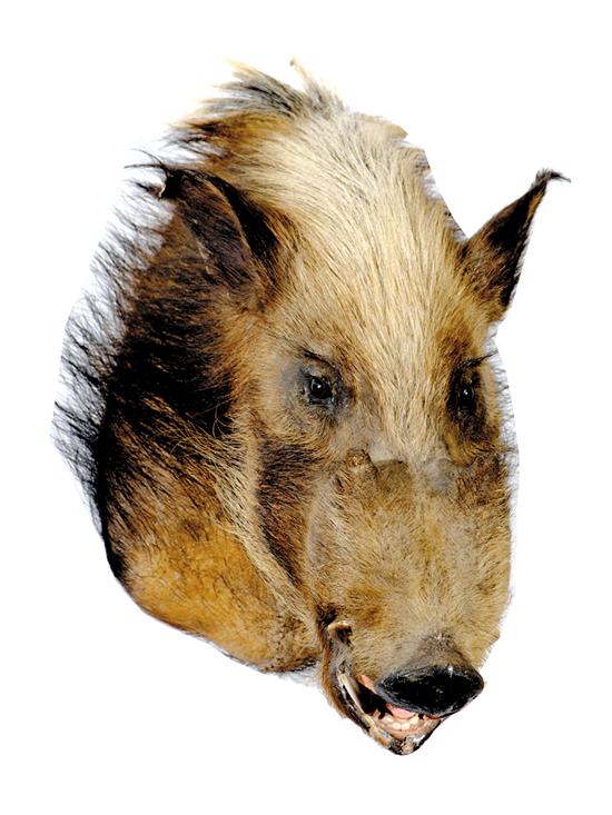 Appraisal: Taxidermy bushpig specimen head mount H Other Notes Purchasers are